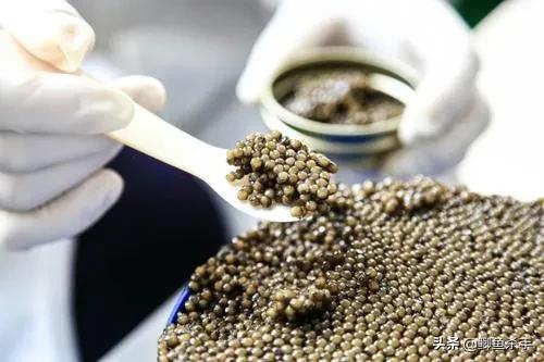 达氏鳇野外灭绝,黑龙江达氏鳇灭绝了吗