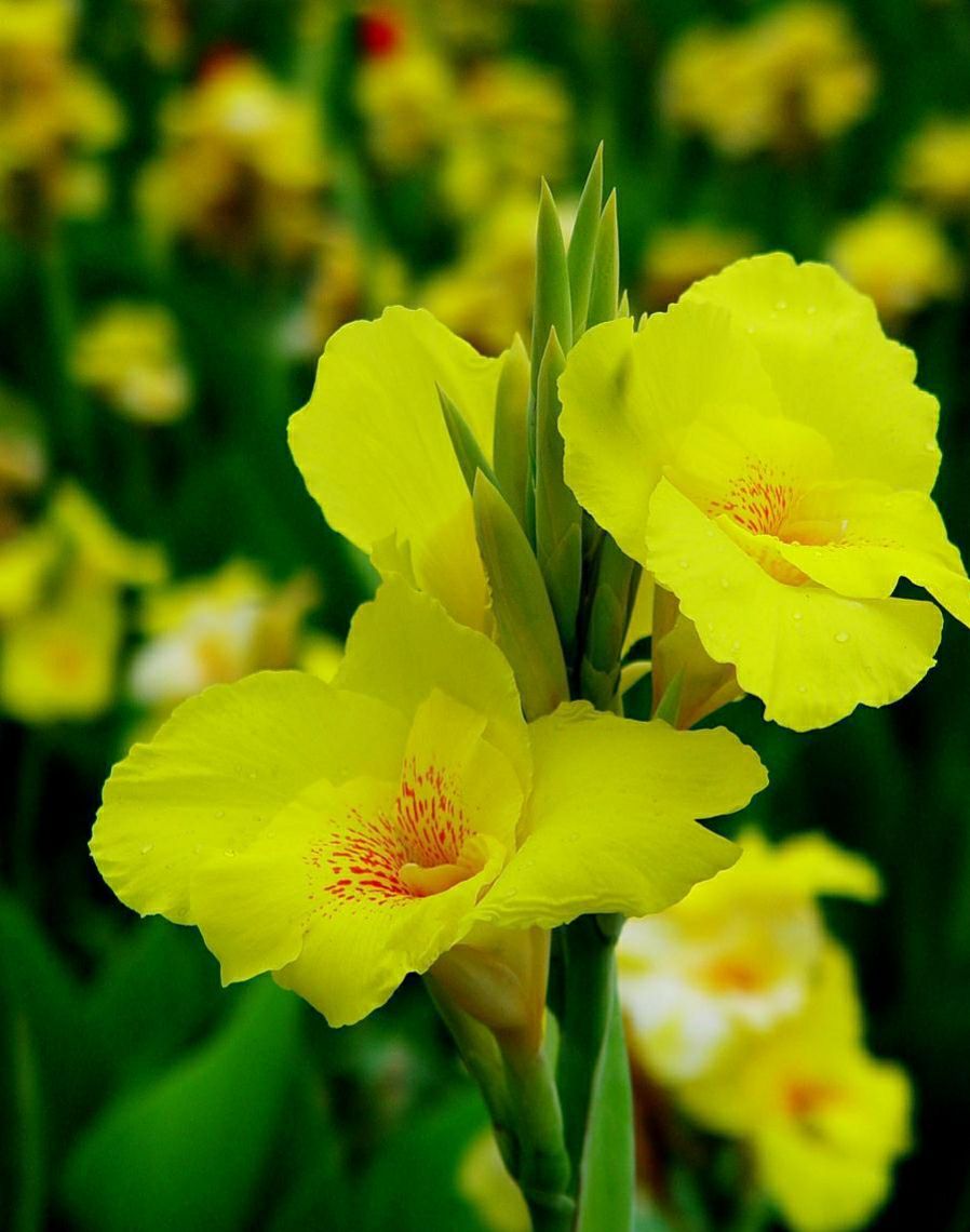 美人蕉在家养有风水讲究吗,美人蕉在家养有什么好处