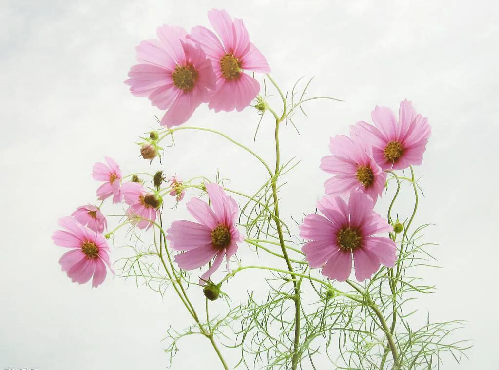 张小娴散文集读后感,张小娴短篇散文目录