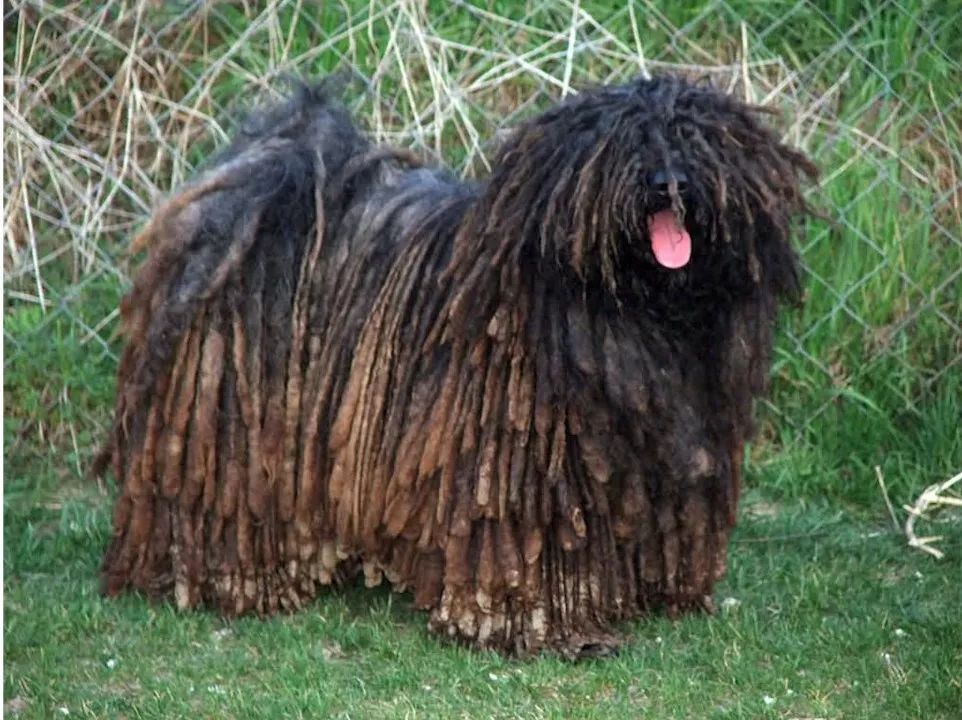 怀疑你是猫还是狗,你到底是猫还是狗啊原版