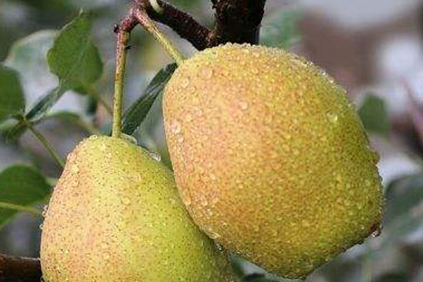 真假库尔勒香梨图片对比,库尔勒香梨树苗真假辨别