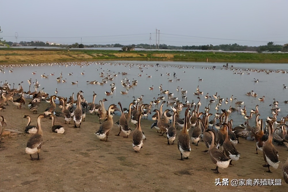 养鹅行情不好怎么改变,今年鹅价格最新行情