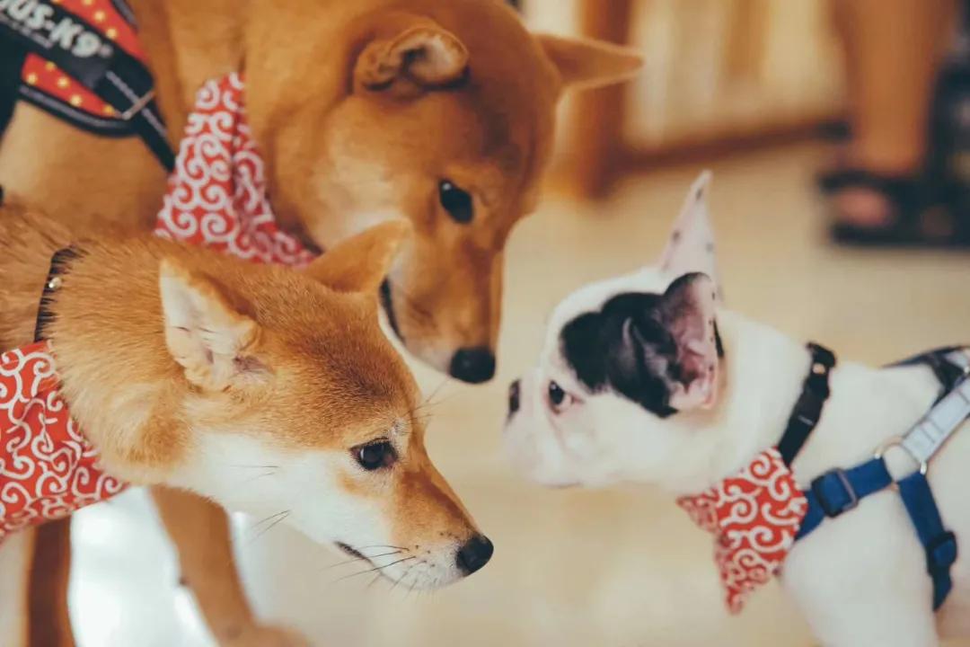 带着十一只狗狗去旅行,带着四只狗狗去旅行