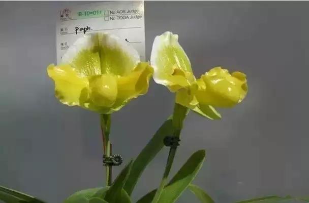 极品中的精品兰花,带你回忆天价兰花蕙兰篇