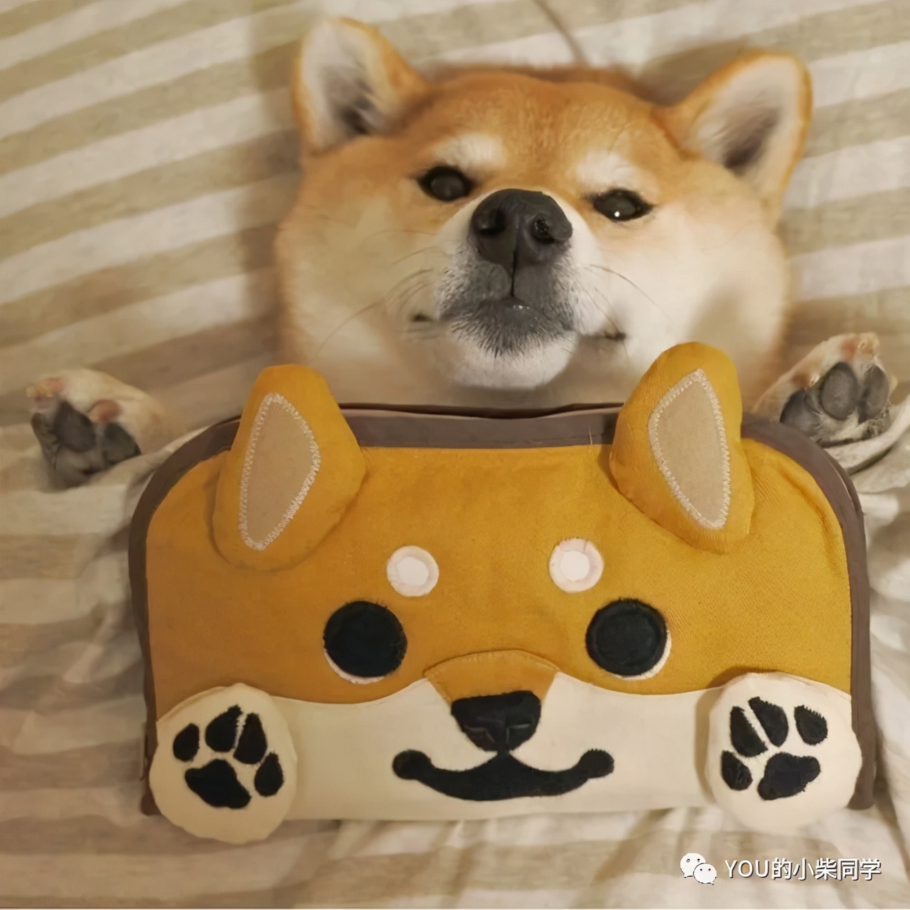 纯种柴犬有哪些特征,纯种柴犬和纯血统有什么区别