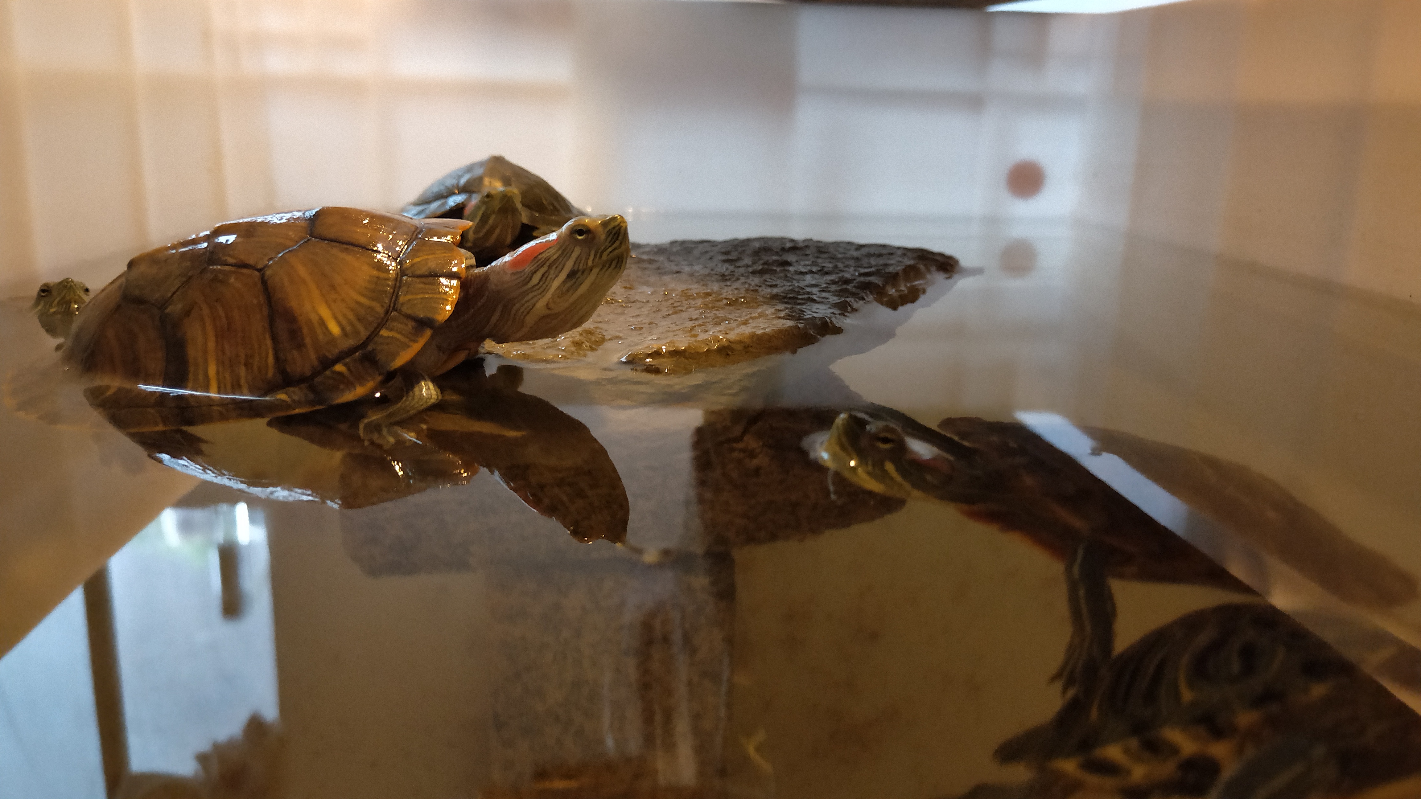 黄耳龟怎么养及喂养技巧,小草龟喂养方法