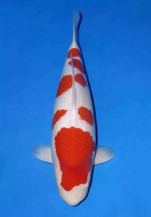 如何正确的治疗肠炎,肠炎的预防护理性知识有什么