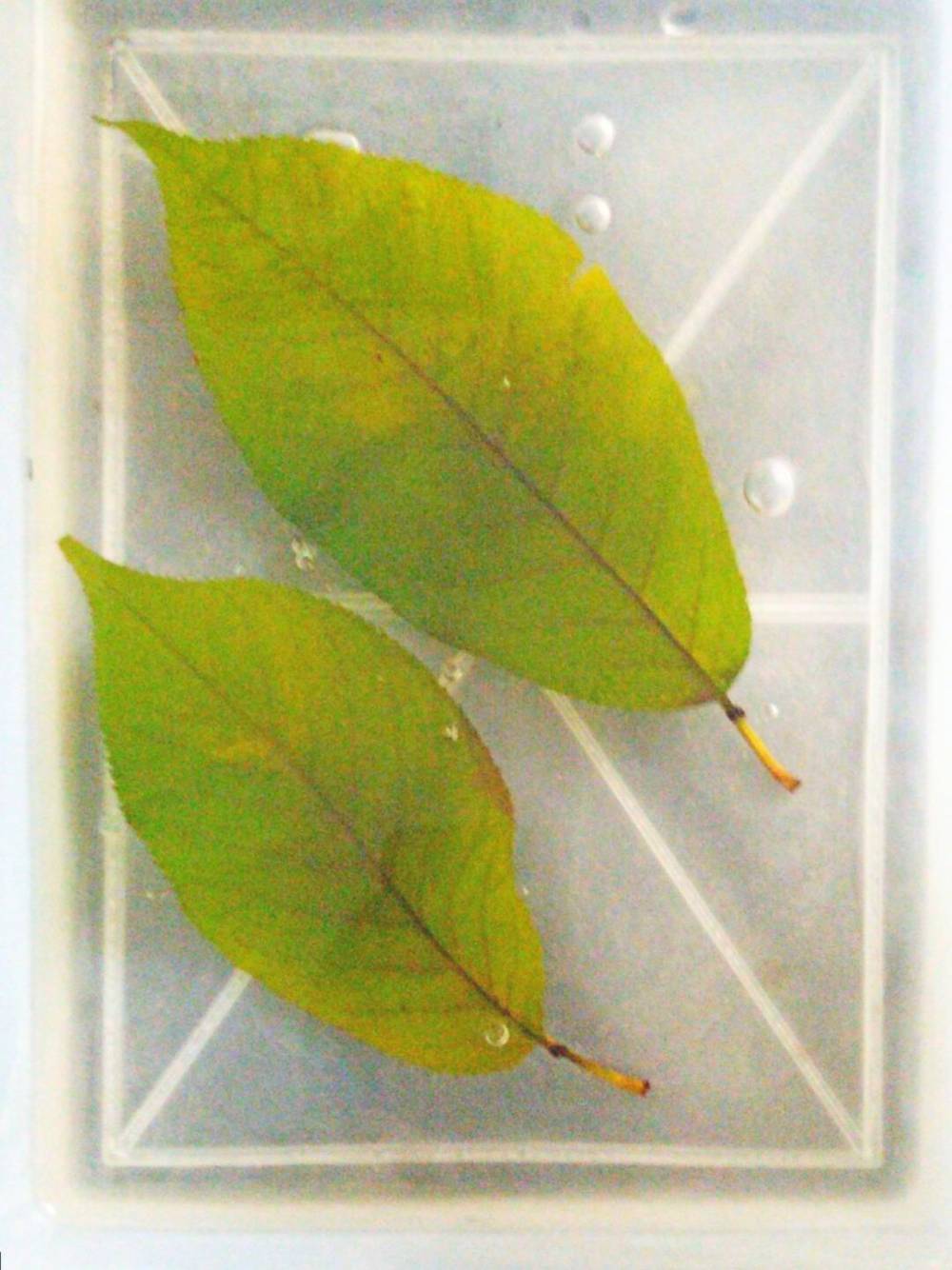 幼儿书签夏天树叶书签,捡一片树叶做书签不要叶脉书签