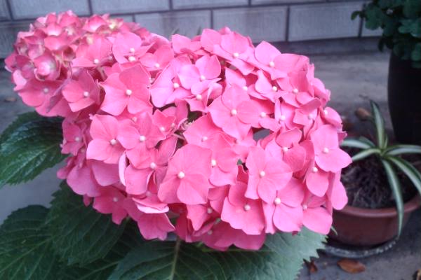 你用过最老的手机是什么型号,盘点你用过的第一款手机