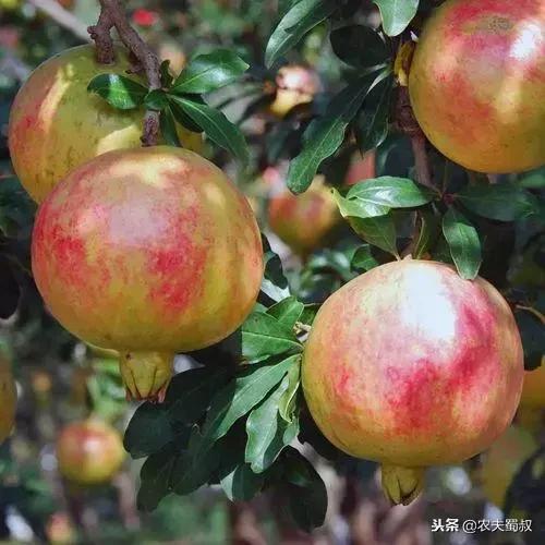 雅诗兰黛清甜汁,可以吃的雅诗兰黛是什么