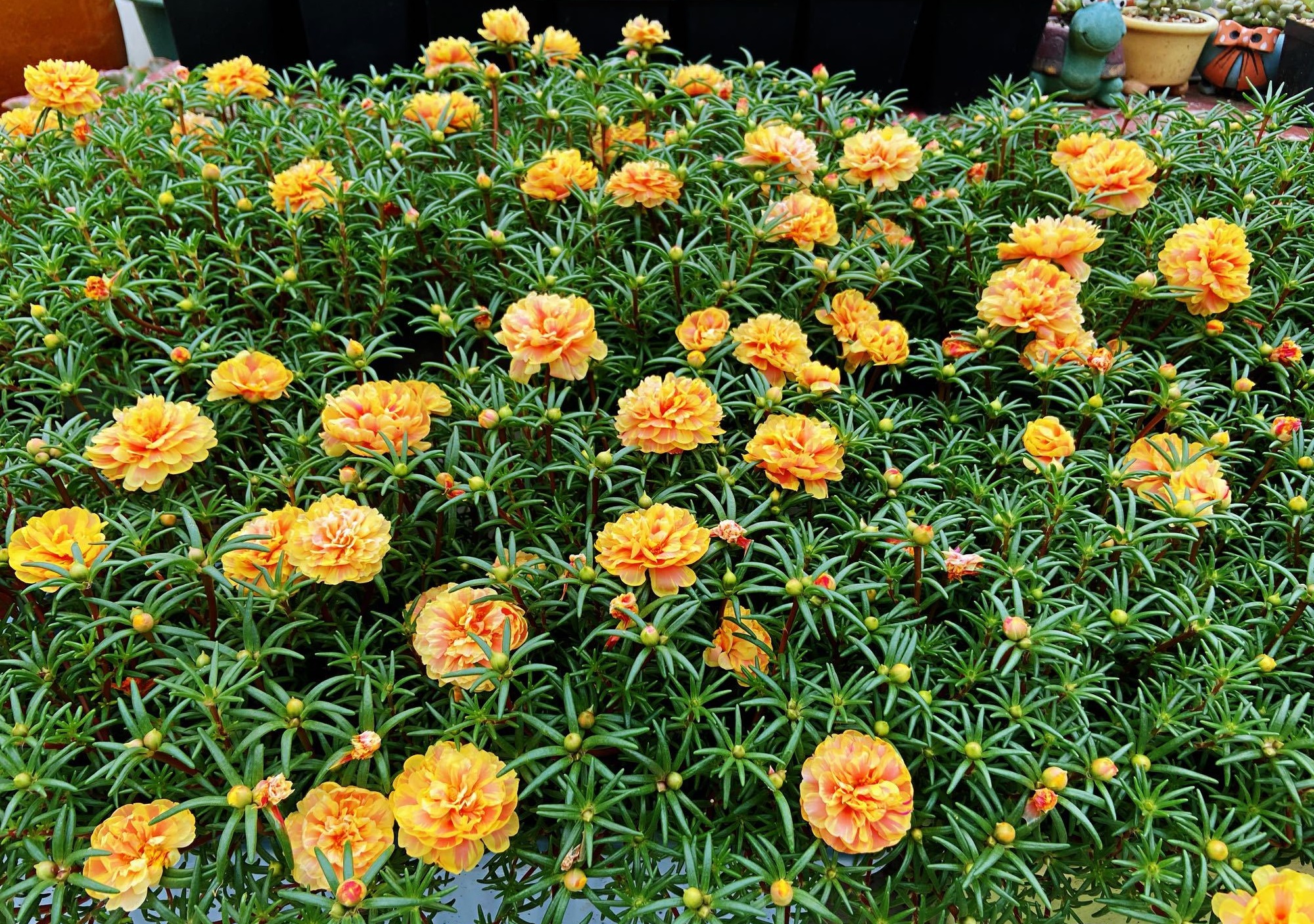 夏季养花，养棵“橙芙蓉”试试，天气越热，花开越美，三季能赏花