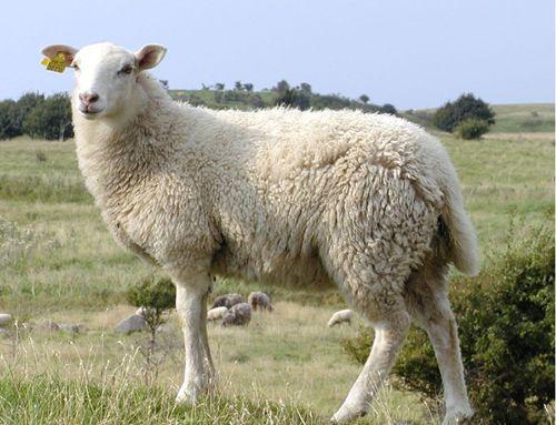 湖羊和杜泊杂交的羊多重,杜泊公羊和小尾寒羊杂交效果如何