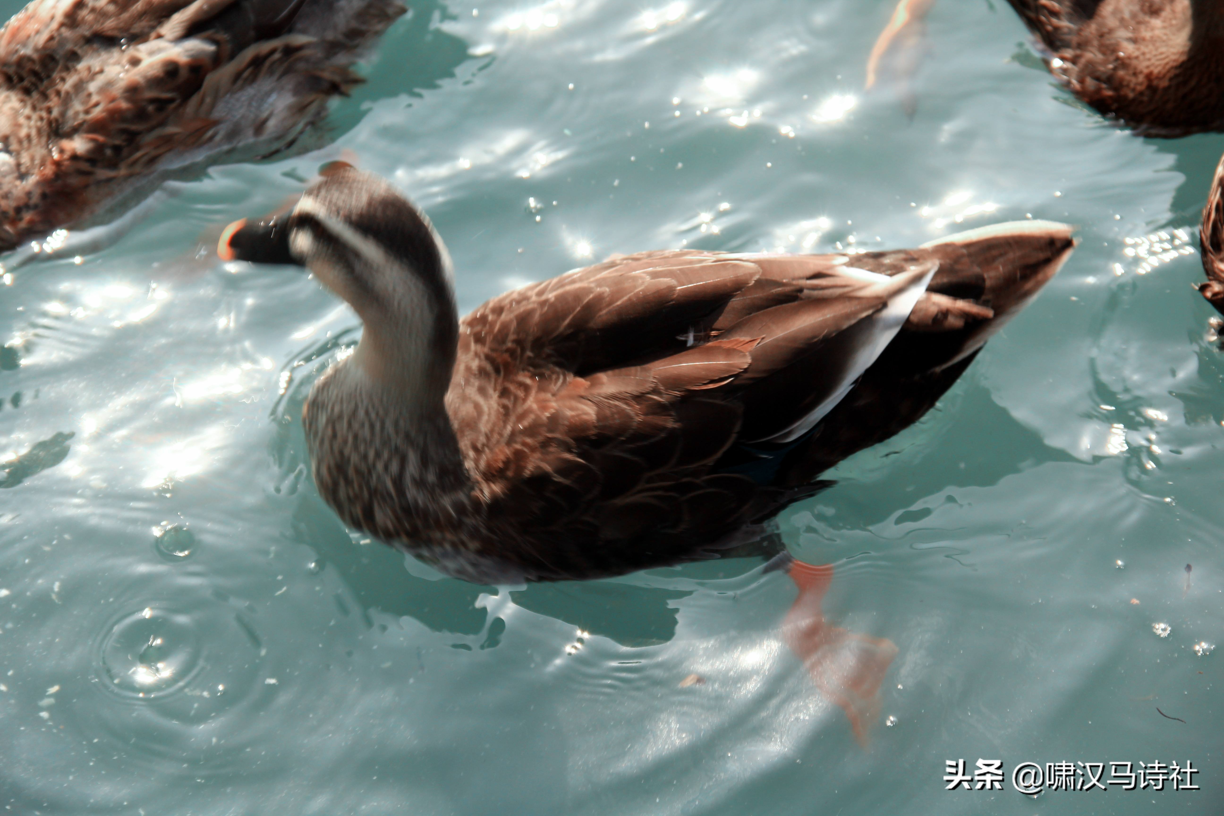 谁怜篱菊花将尽，犹记前朝香满庭——啸汉马诗社雅集第二十二辑