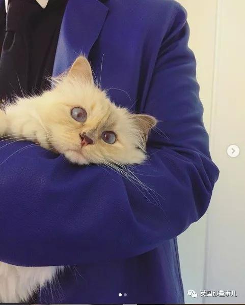 老佛爷的猫继承多少遗产,老佛爷去世后财产留给了一只猫