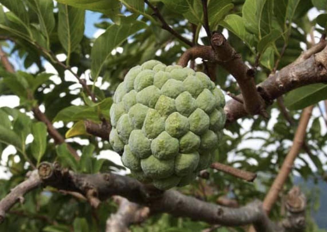 有一种外观跟荔枝很像的野果子,南方特有的荔枝