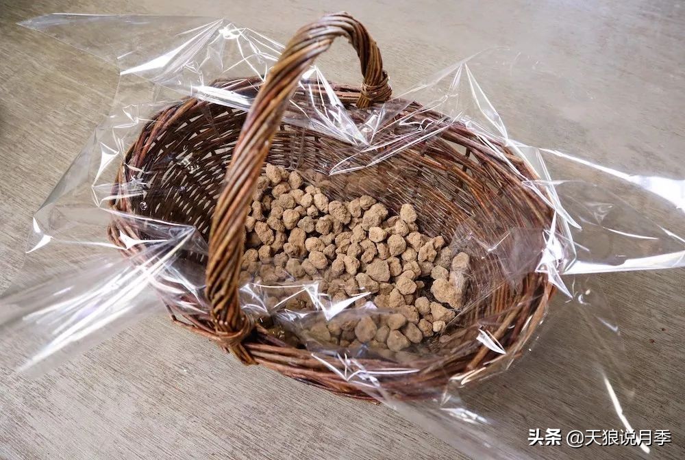 三色堇花卉盆栽,四季开花盆栽三色堇