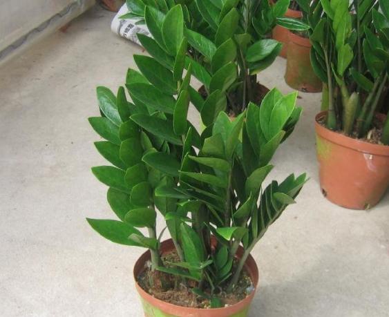 金钱树叶子发黄烂根怎么办,金钱树叶子黄怎么办小妙招