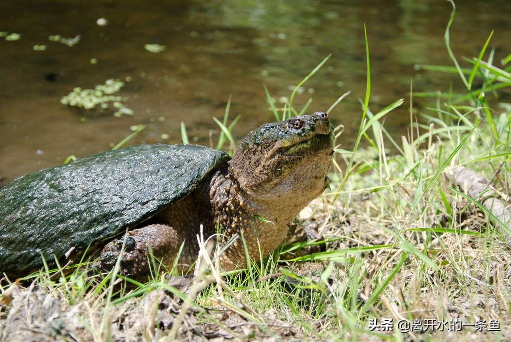 鳄龟怎么养龟背上才能长刺,鳄龟怎么养视频教程