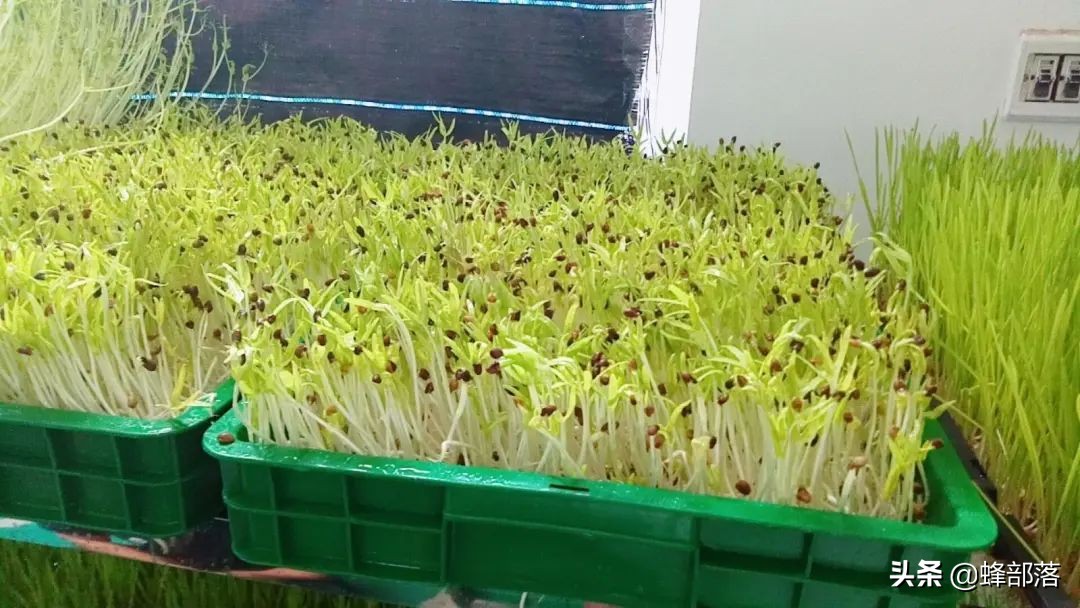 苗芽菜什么菜,徐州芽苗菜