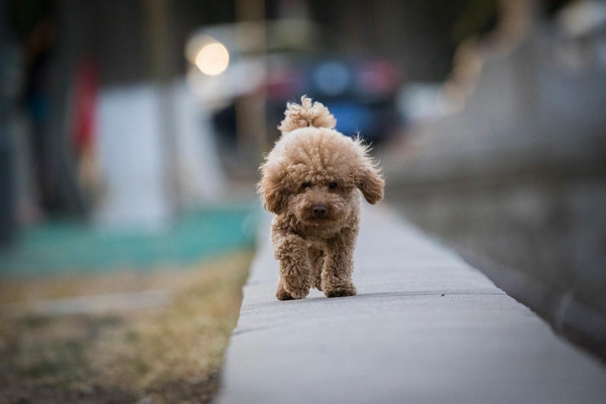 狗狗总是像很热一样喘是怎么回事,狗狗总是喘粗气是怎么回事