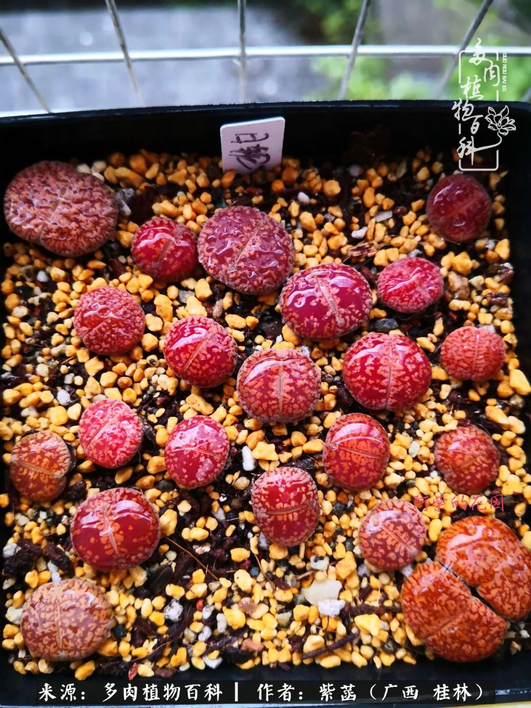 如何在夏天买的多肉度夏,多肉度夏好帮手