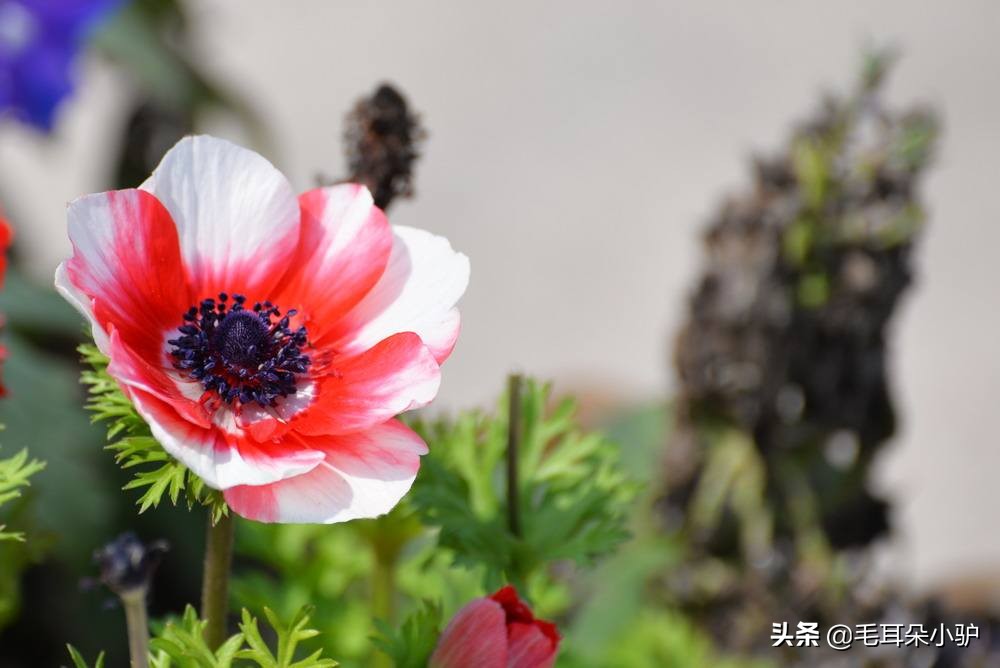 春风一阵至，敢与百花争，各国民族文化和精神象征的国花（8）