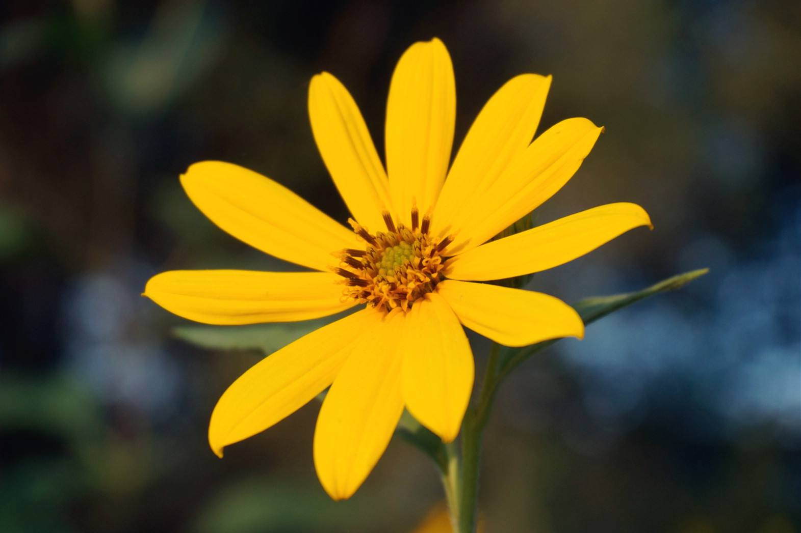 圆滑的人高情商的表现,一个人做事圆滑就是情商高