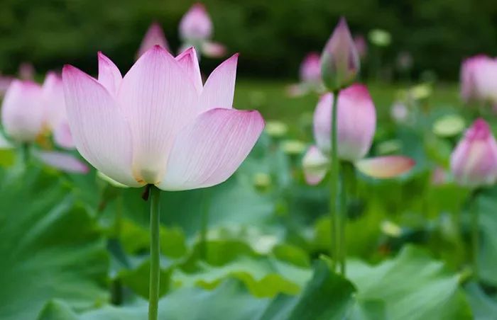 知否知否林小娘为什么不害明兰,知否和李清照有关系吗