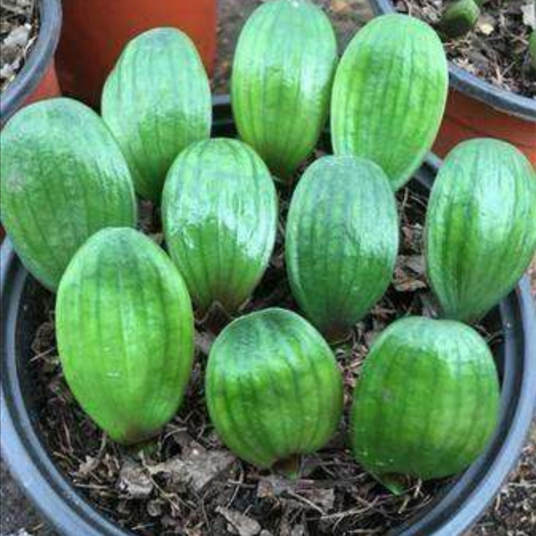 君子兰的种子可以在冬天繁殖吗,君子兰种子锯末繁殖视频