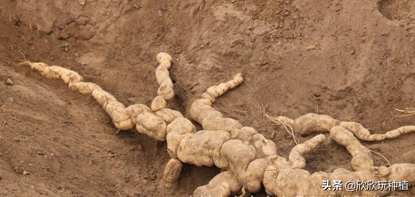 种瓜蒌是骗局吗,种瓜蒌好种吗