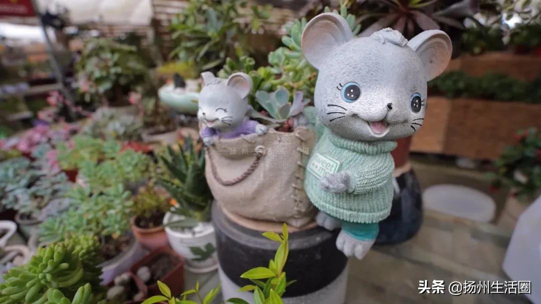 2元花盆批发清仓,2元花卉批发市场