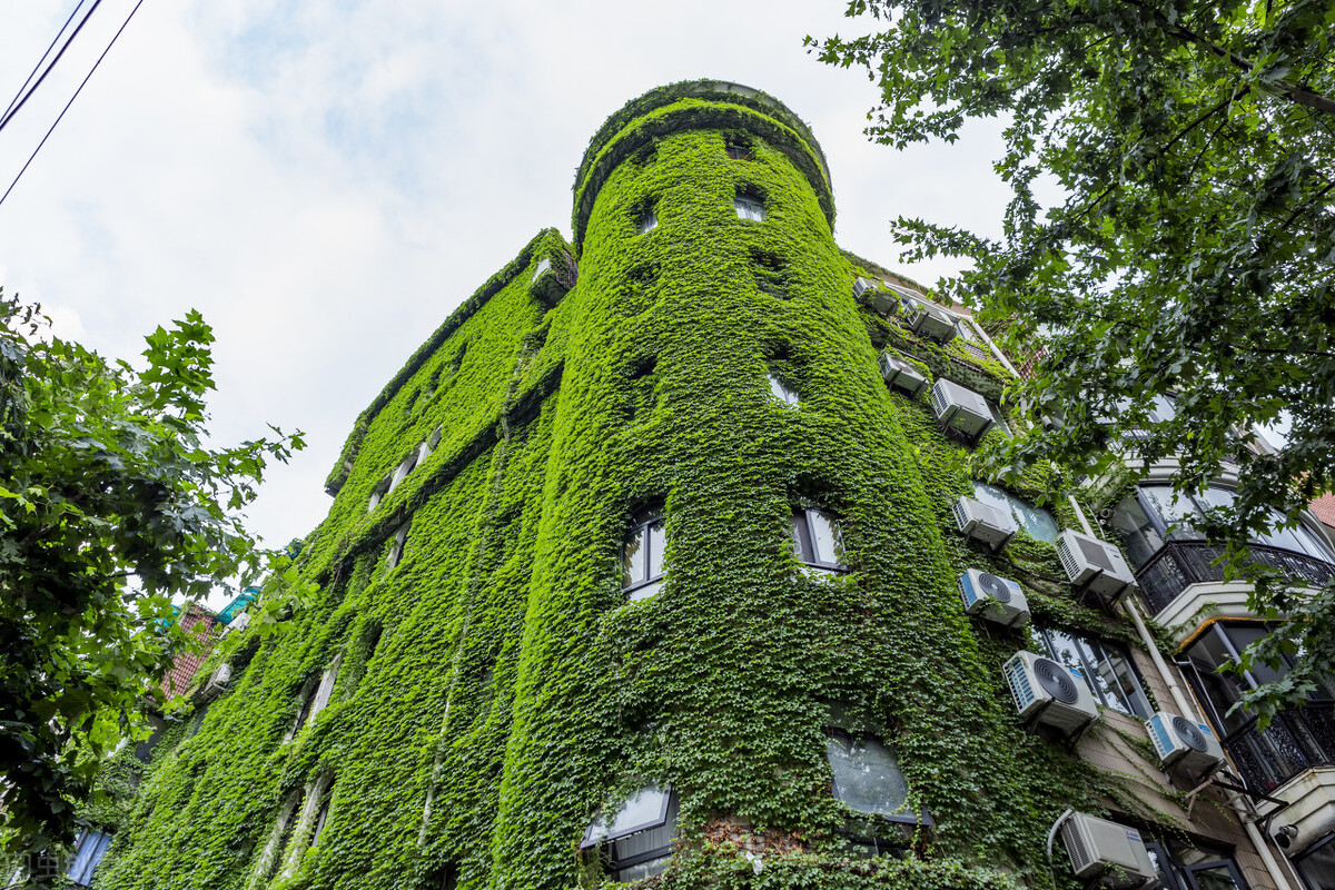 园林人需要知道的85个花卉知识,园林花卉的种类及图片