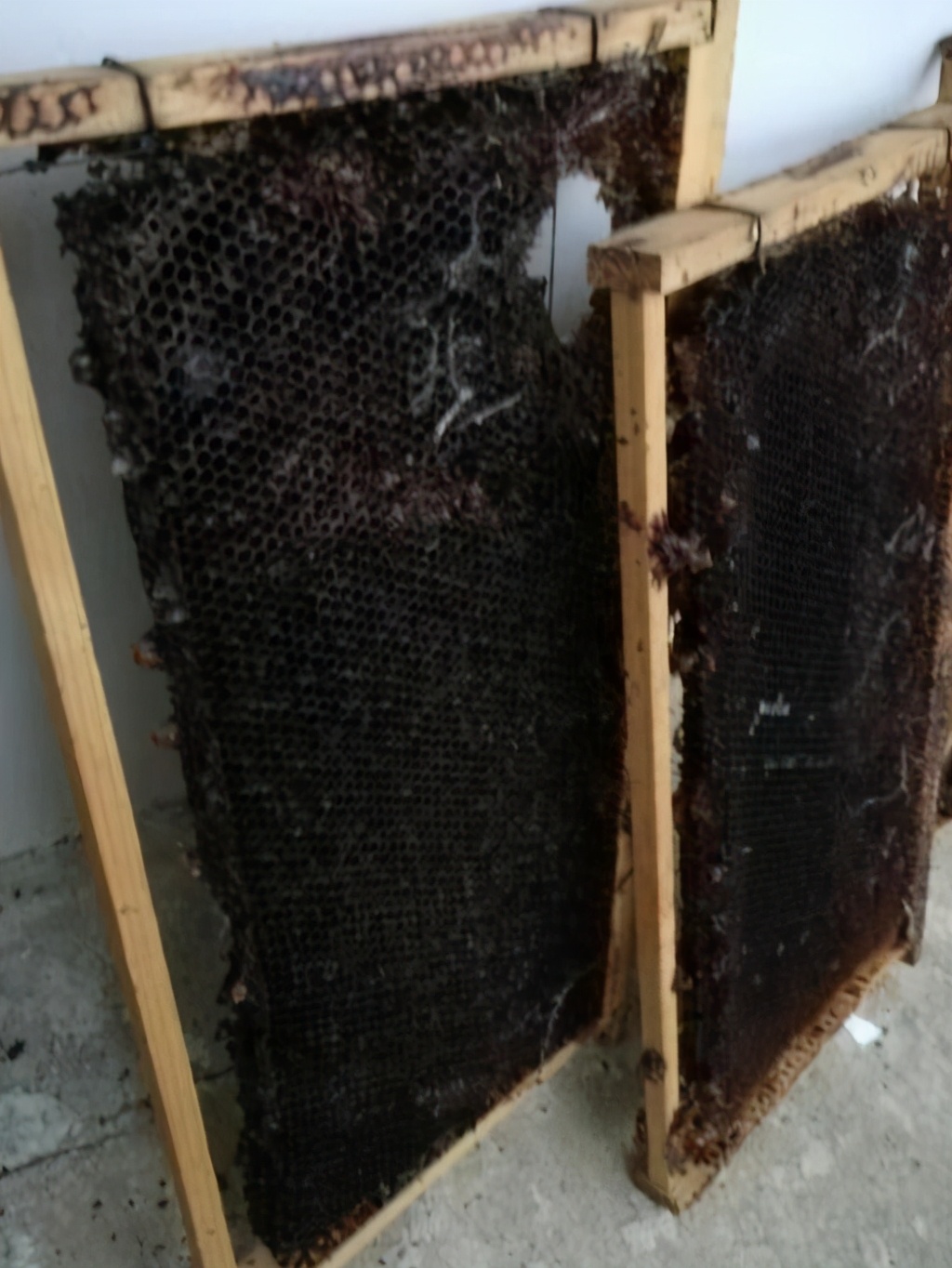 提前预防巢虫,预防巢虫最有效的方法