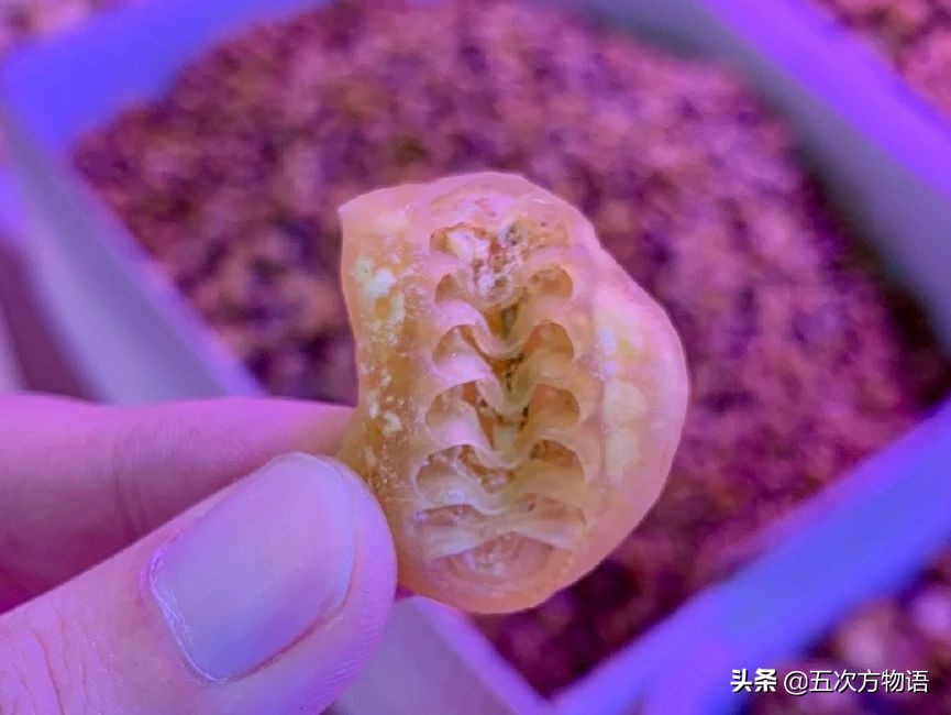 关于鲍鱼的科学知识,鲍鱼的知识和讲解