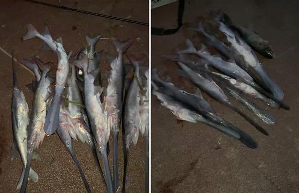 钓鱼日记49月29日南阳白河野钓匙吻鲟也许一辈子就这一次盛况