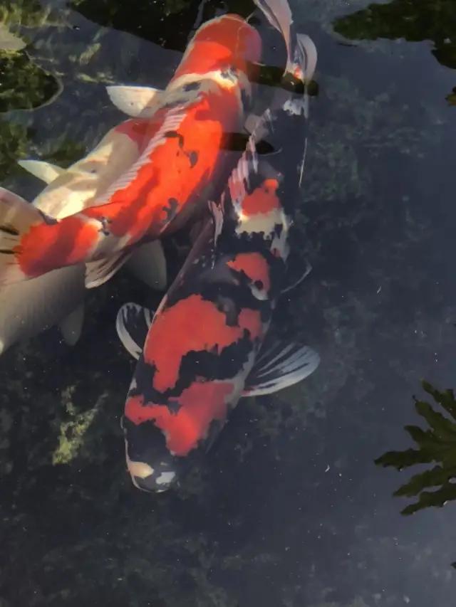 鱼儿掉鳞片是怎么回事,鱼儿掉鳞怎么办