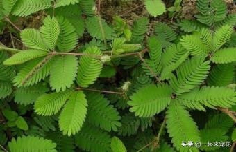 这5种花适合春天养,这5种花看着只能养一年