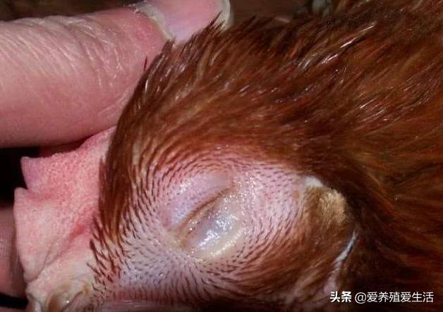 鸡肿脸病怎么治疗,鸡肿头肿脸嘴里有粘痰怎么治