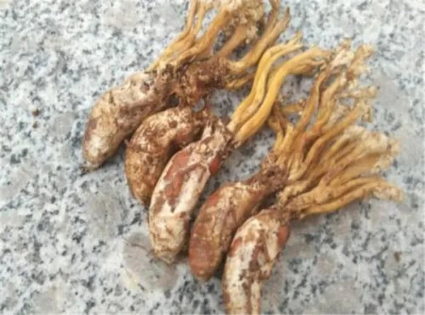 人工种植虫草与野生虫草的区别,虫草野生跟人工种植的区别