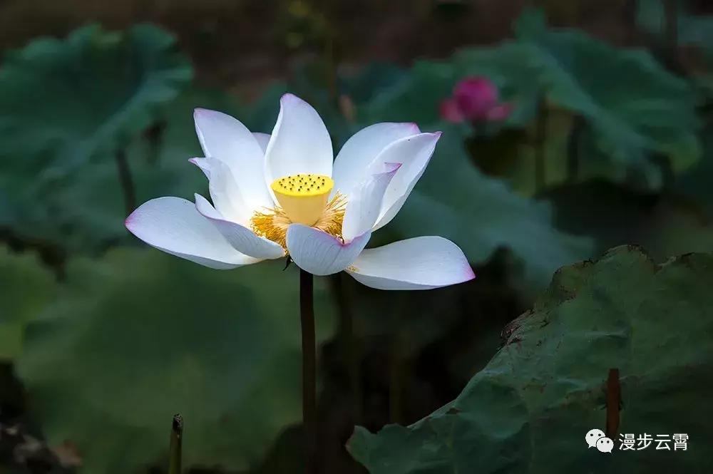 山海闽西南|乐吃、乐游、乐开怀！带上这份攻略，玩转云霄白石村~