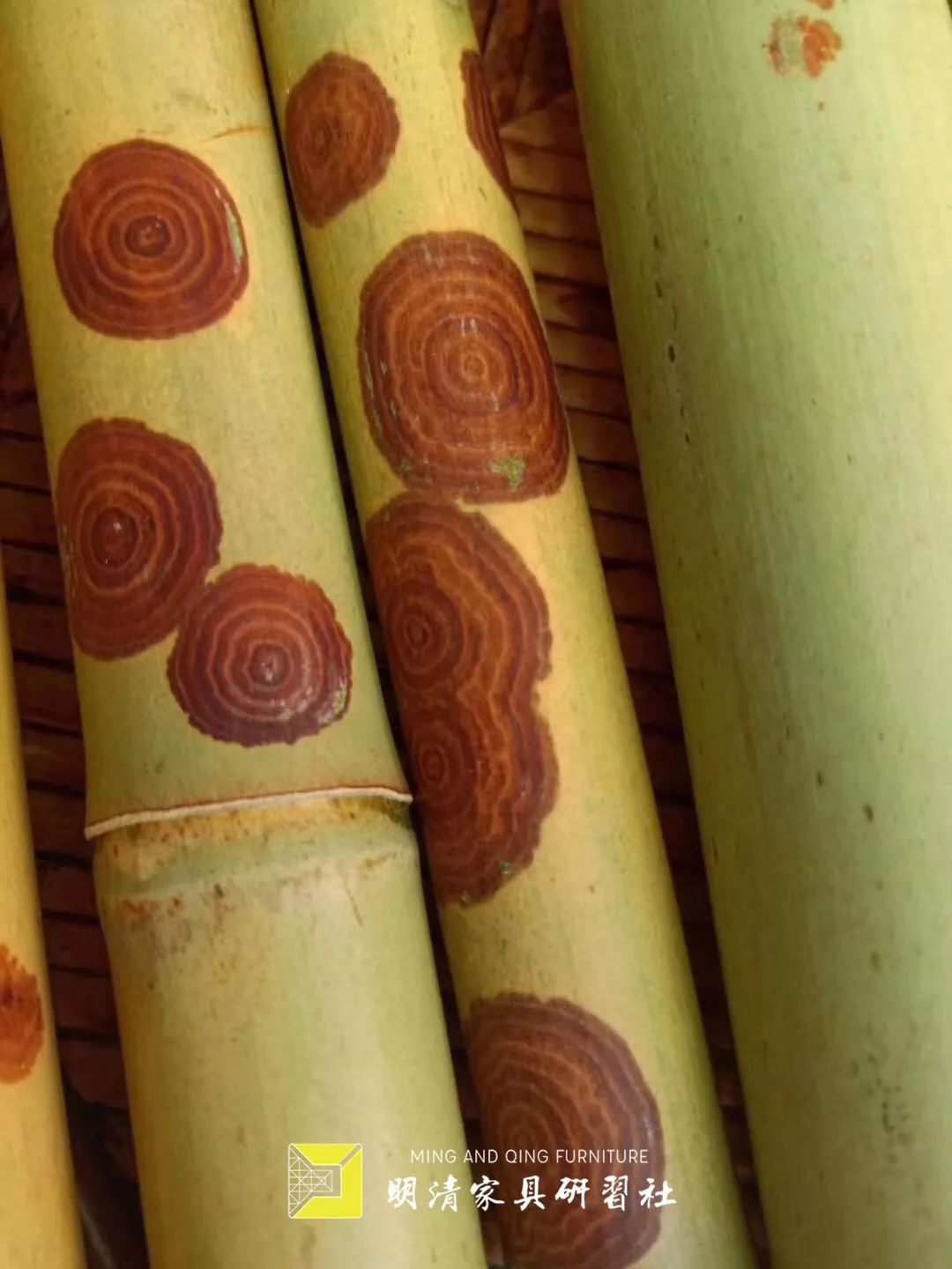 湘妃竹为什么贵,湘妃竹由来