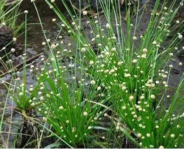 在水一方植物园,在水一方花卉