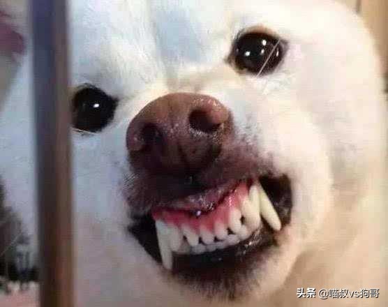 狗狗打架伤口感染硬块怎么处理,狗狗打架受伤后涂药膏多久恢复