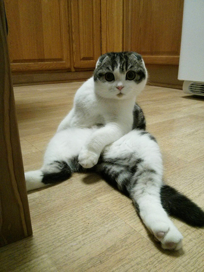 养猫前，你需要知道这些（1）