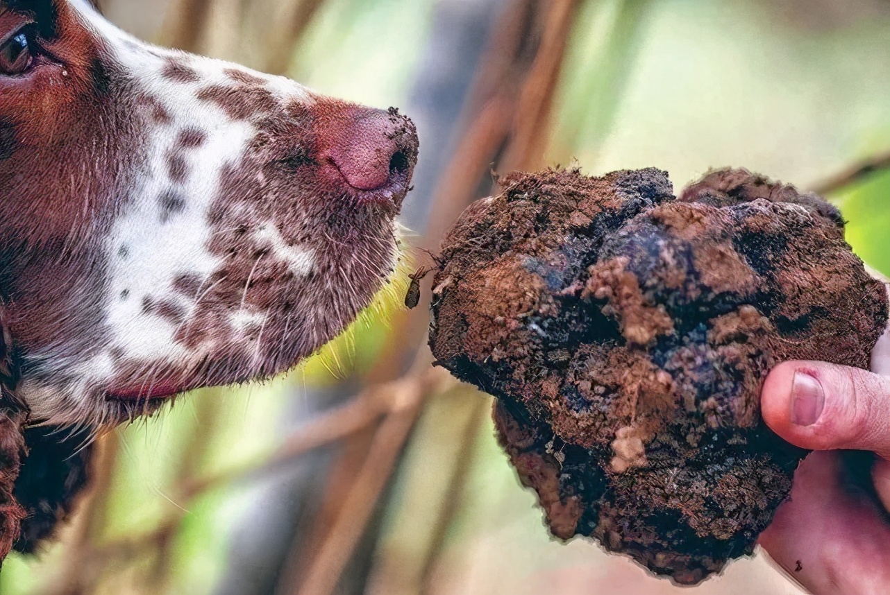 白松黑露，在丽江「上演旷世传奇」