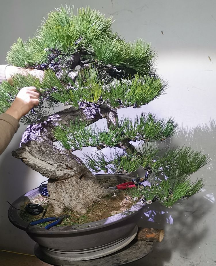 金奖精品黑松盆景 (日本国风展黑松盆景高清图)