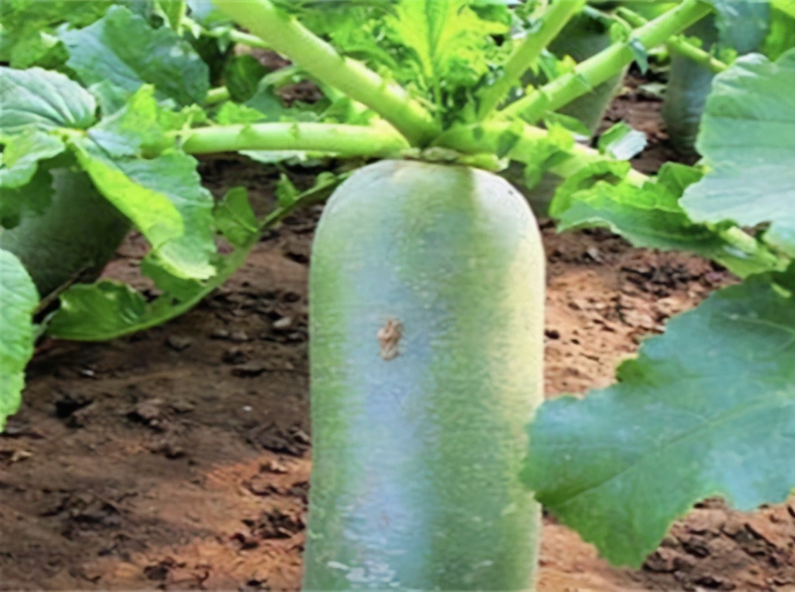 春青萝卜露地种植时间和管理方法,冬季露地青萝卜生长周期