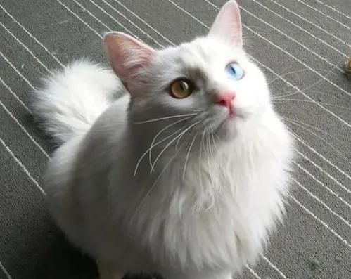 世人只知道猫可爱的一面,临清狮猫和布偶猫后代