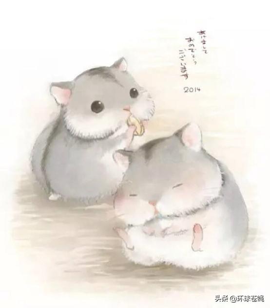 仓鼠有什么让人不理解的行为,仓鼠最容易误解的地方