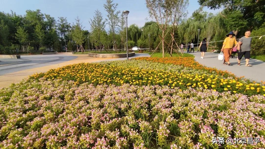 北京庆七一花坛摆放图片,北京长安街迎国庆立体花坛亮相